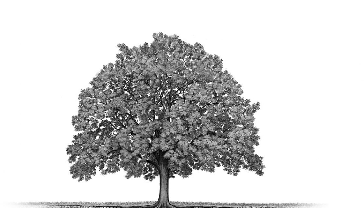 arbre-theatre-du-chene-noir Ouverture des abonnements pour notre saison d’hiver 2016/2017