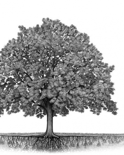 arbre-theatre-du-chene-noir